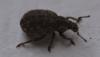 Romualdius sp.